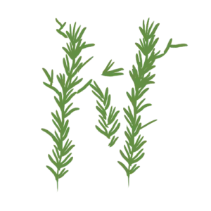 Salicórnia